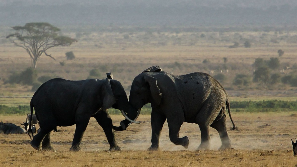 11 Days Romantic Kenya Safari &amp; Diani Beach Getaway - Image - 9608